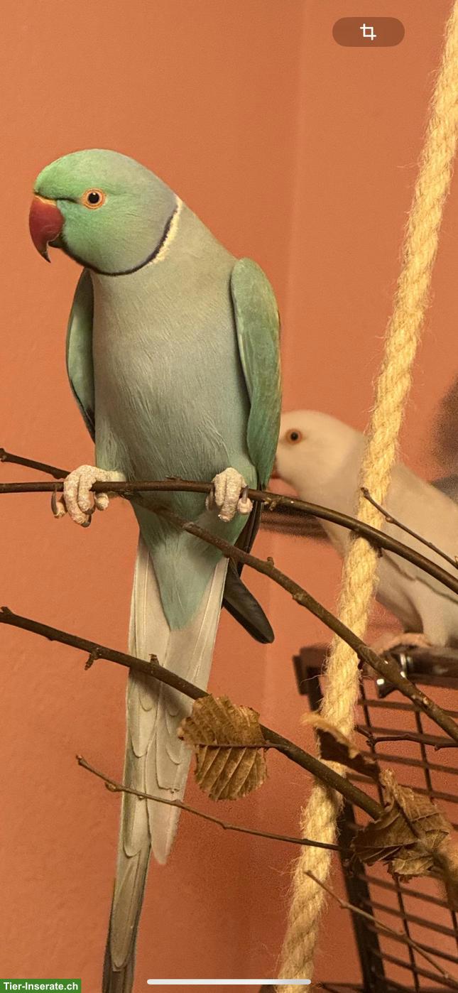 Bild 2: Blaustirnamazonen-Paar & Halsbandsittich-Paar