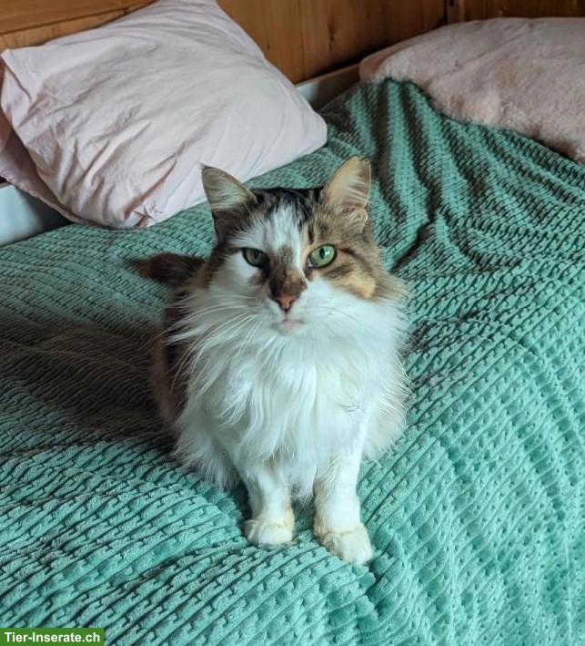 Katze sucht Zuhause als Einzelprinzessin in Wohnungshaltung