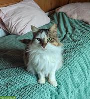 Katze sucht Zuhause als Einzelprinzessin in Wohnungshaltung