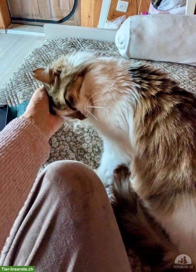 Bild 2: Katze sucht Zuhause als Einzelprinzessin in Wohnungshaltung