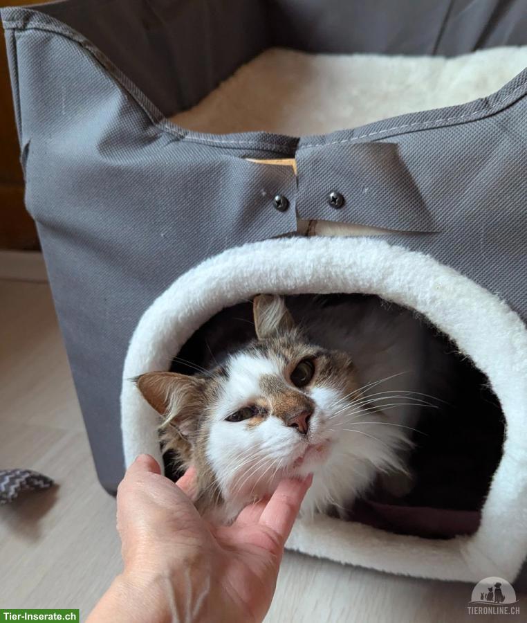 Bild 3: Katze sucht Zuhause als Einzelprinzessin in Wohnungshaltung