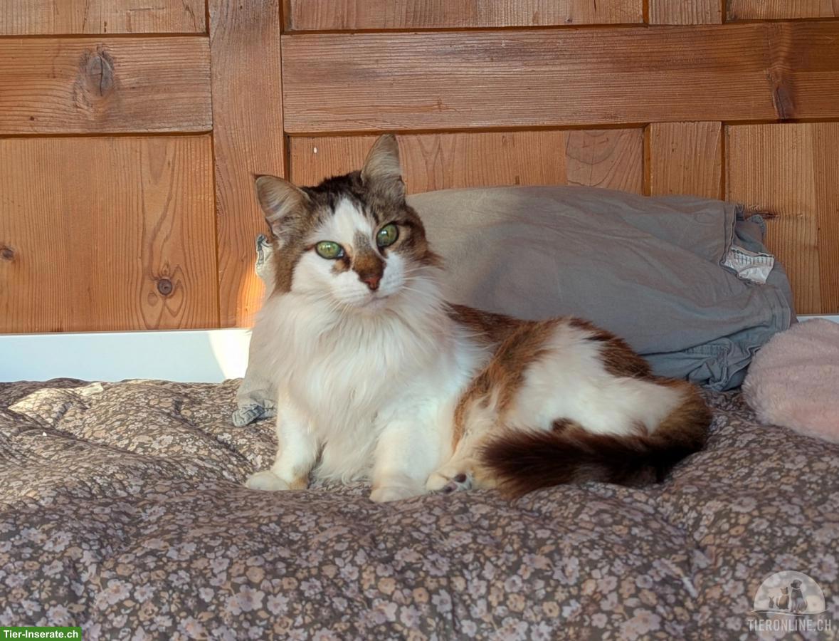 Bild 4: Katze sucht Zuhause als Einzelprinzessin in Wohnungshaltung