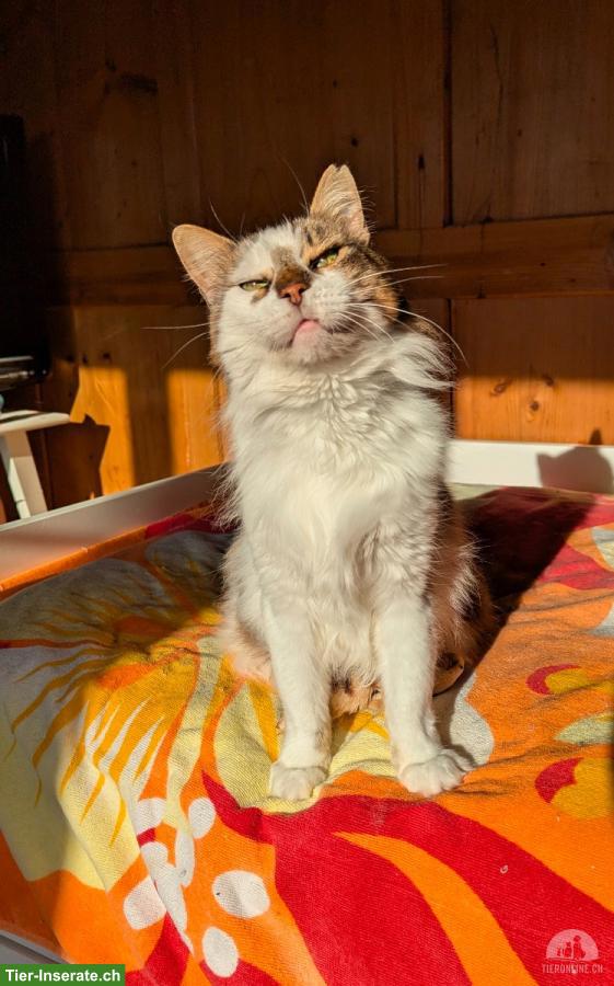 Bild 5: Katze sucht Zuhause als Einzelprinzessin in Wohnungshaltung