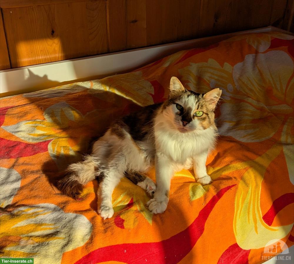 Bild 6: Katze sucht Zuhause als Einzelprinzessin in Wohnungshaltung
