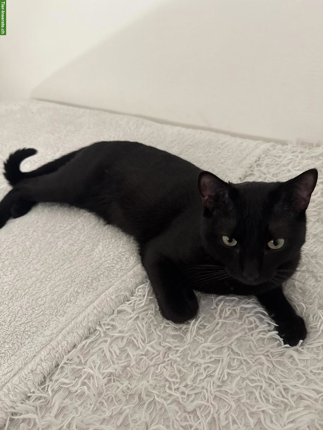 Schwarzer Kater, Europäisch Kurzhaar / Hauskatze