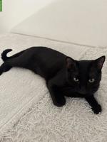 Schwarzer Kater, Europäisch Kurzhaar / Hauskatze