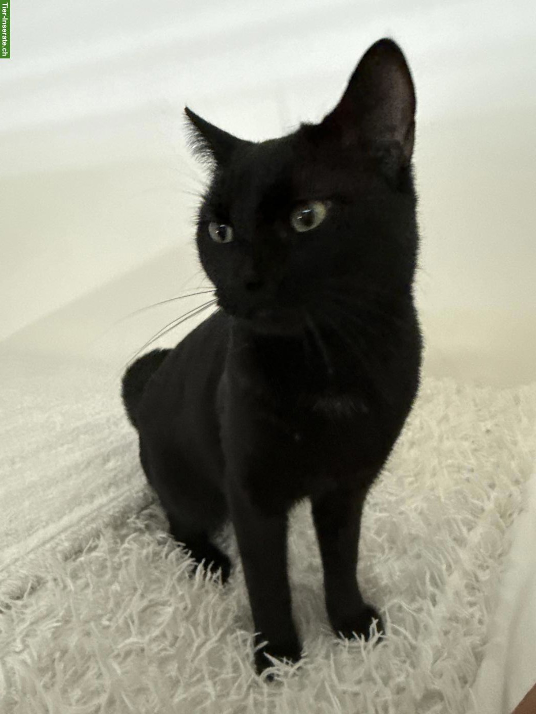 Bild 2: Schwarzer Kater, Europäisch Kurzhaar / Hauskatze