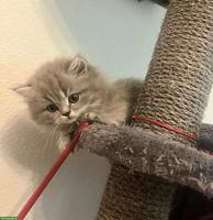Perser x BKH mix Kitten suchen ihren Top-Lebensplatz