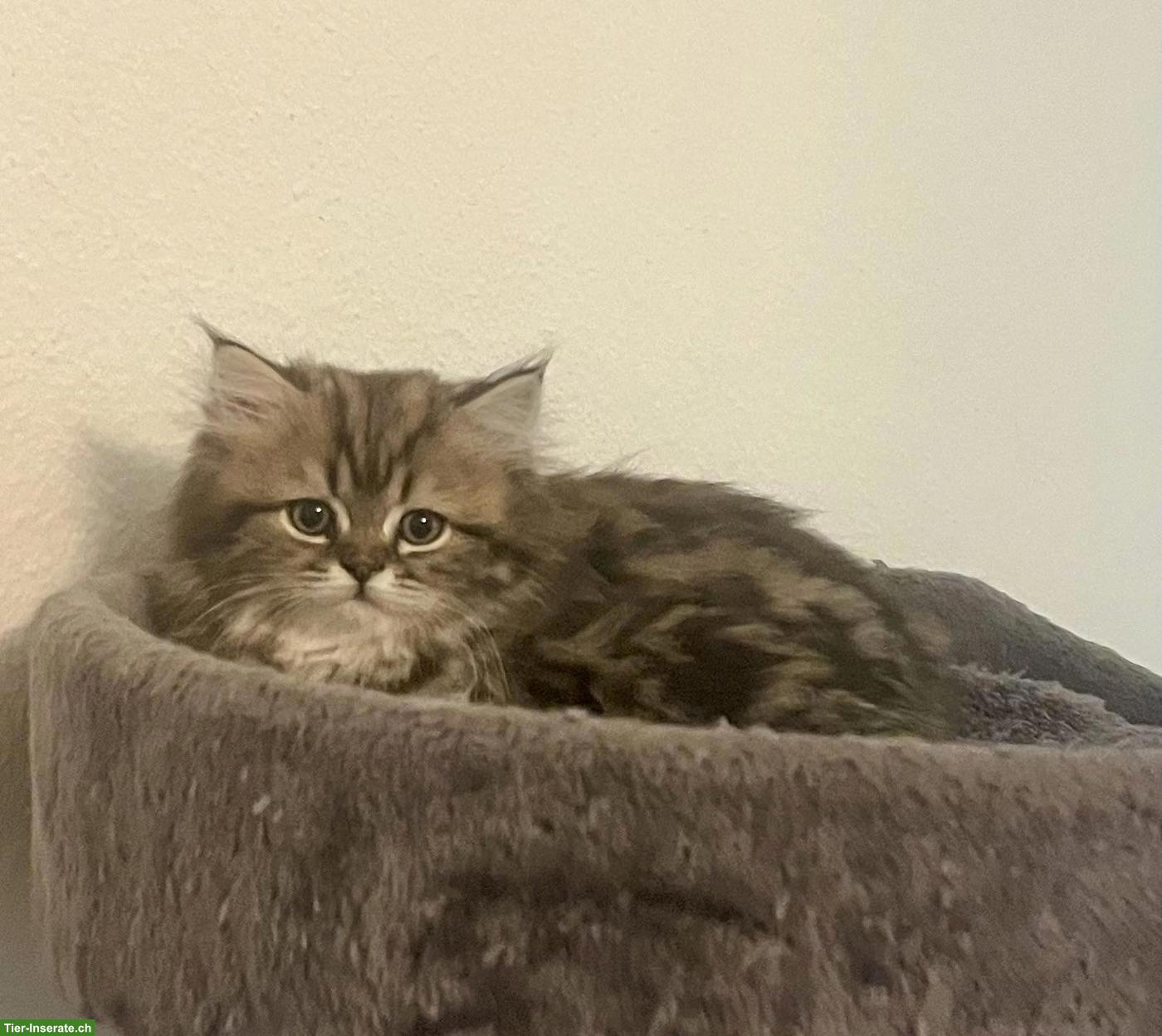 Bild 3: Perser x BKH mix Kitten suchen ihren Top-Lebensplatz