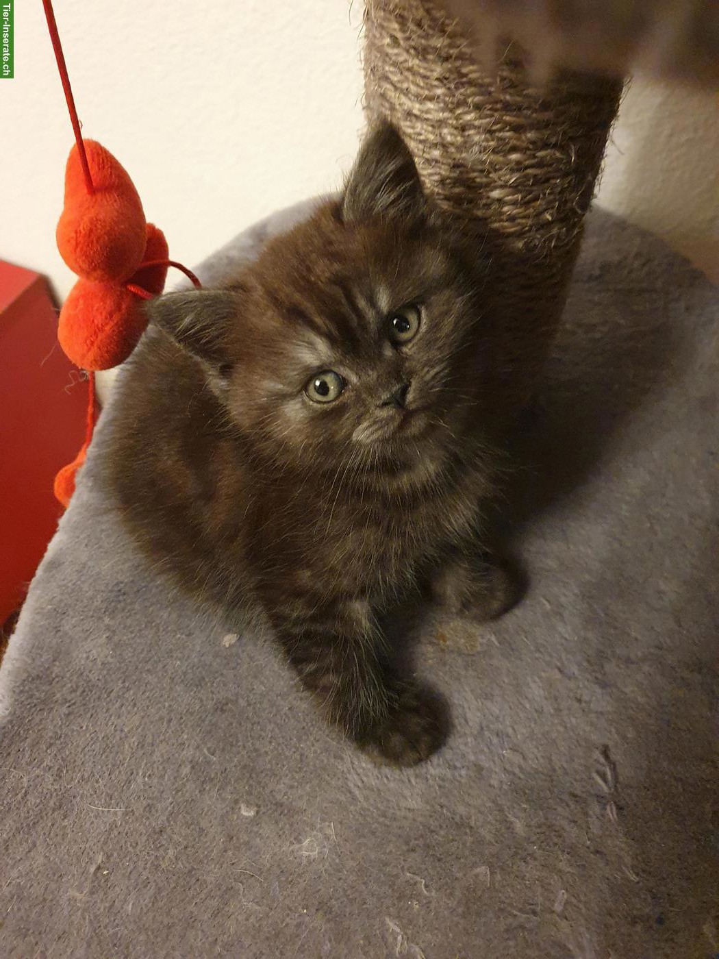 Bild 4: Perser x BKH mix Kitten suchen ihren Top-Lebensplatz