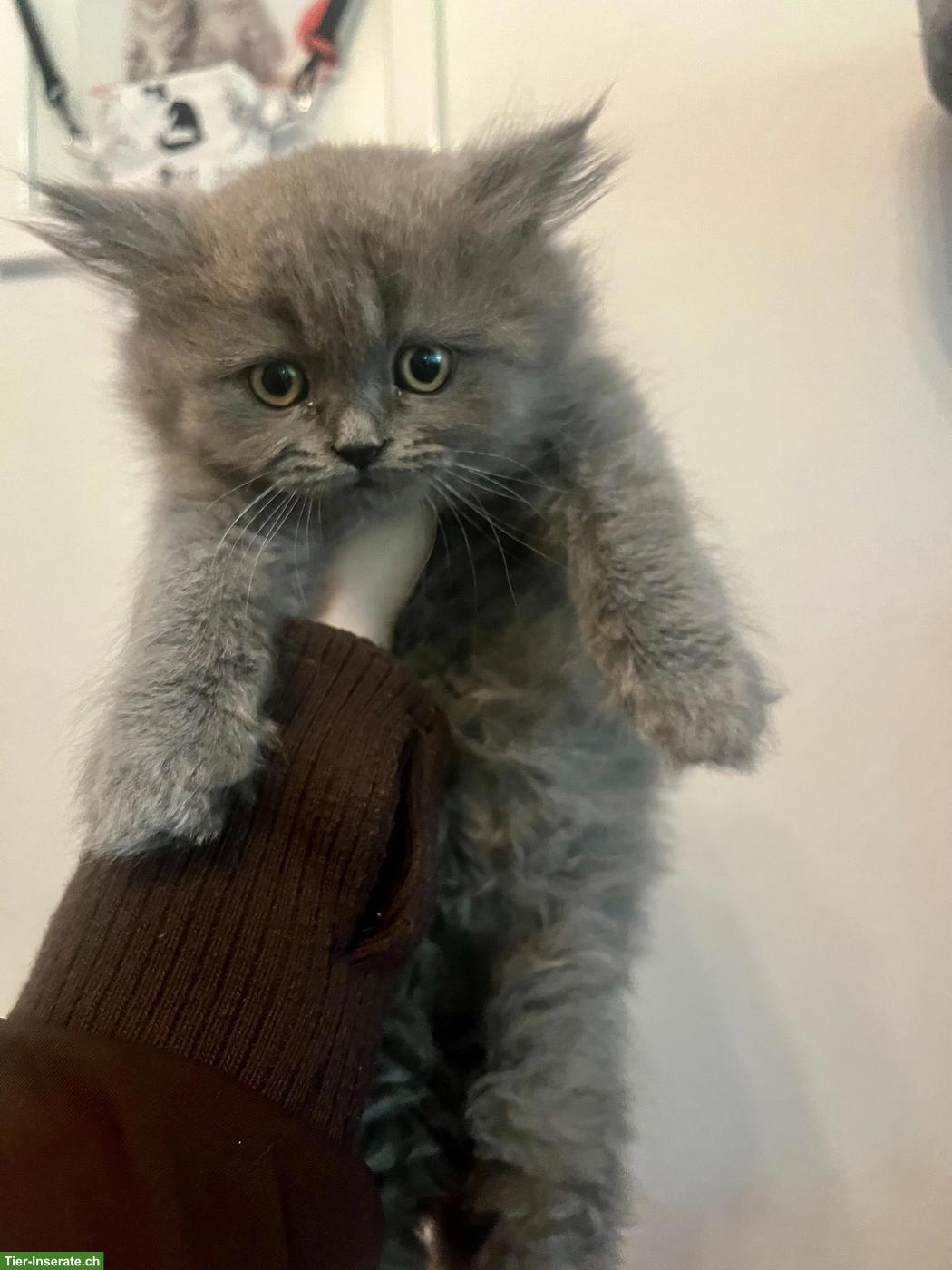 Bild 5: Perser x BKH mix Kitten suchen ihren Top-Lebensplatz