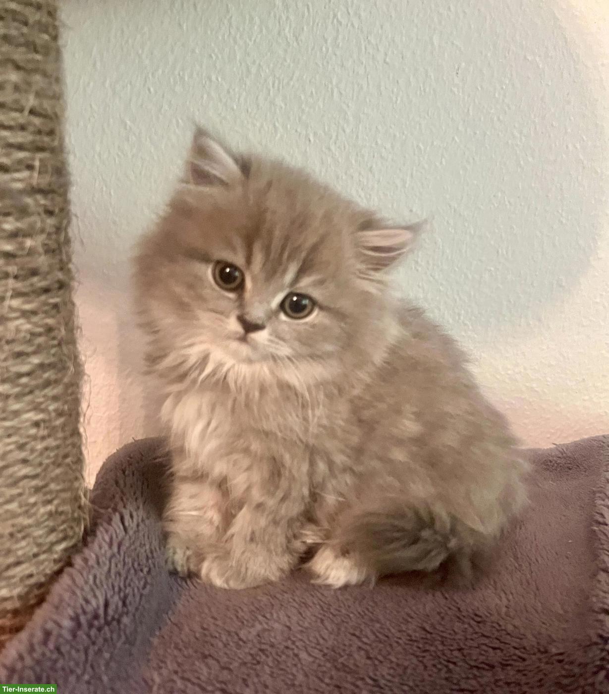Bild 6: Perser x BKH mix Kitten suchen ihren Top-Lebensplatz