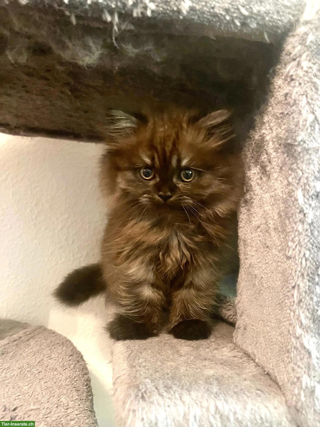 Bild 7: Perser x BKH mix Kitten suchen ihren Top-Lebensplatz