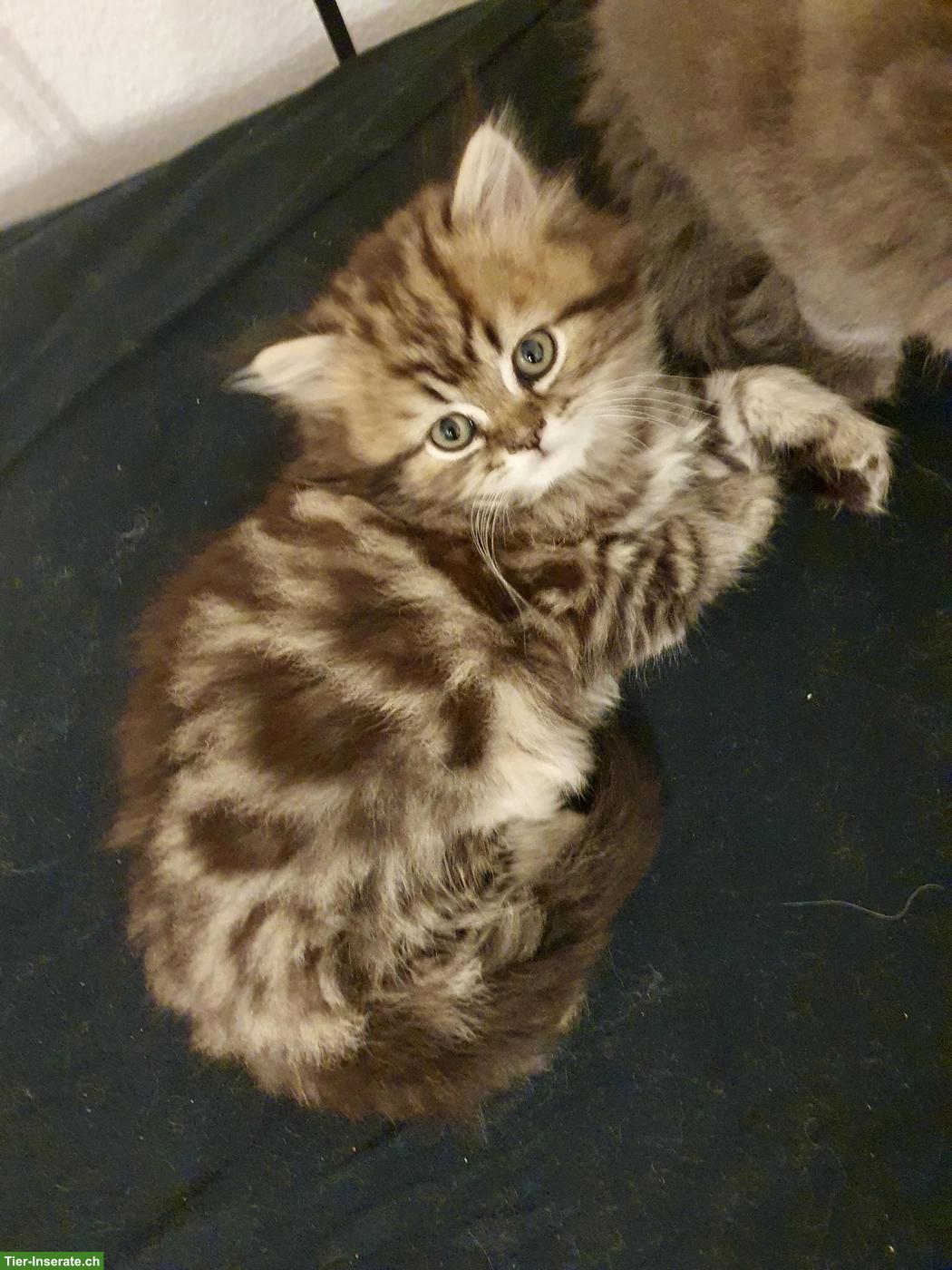 Bild 8: Perser x BKH mix Kitten suchen ihren Top-Lebensplatz