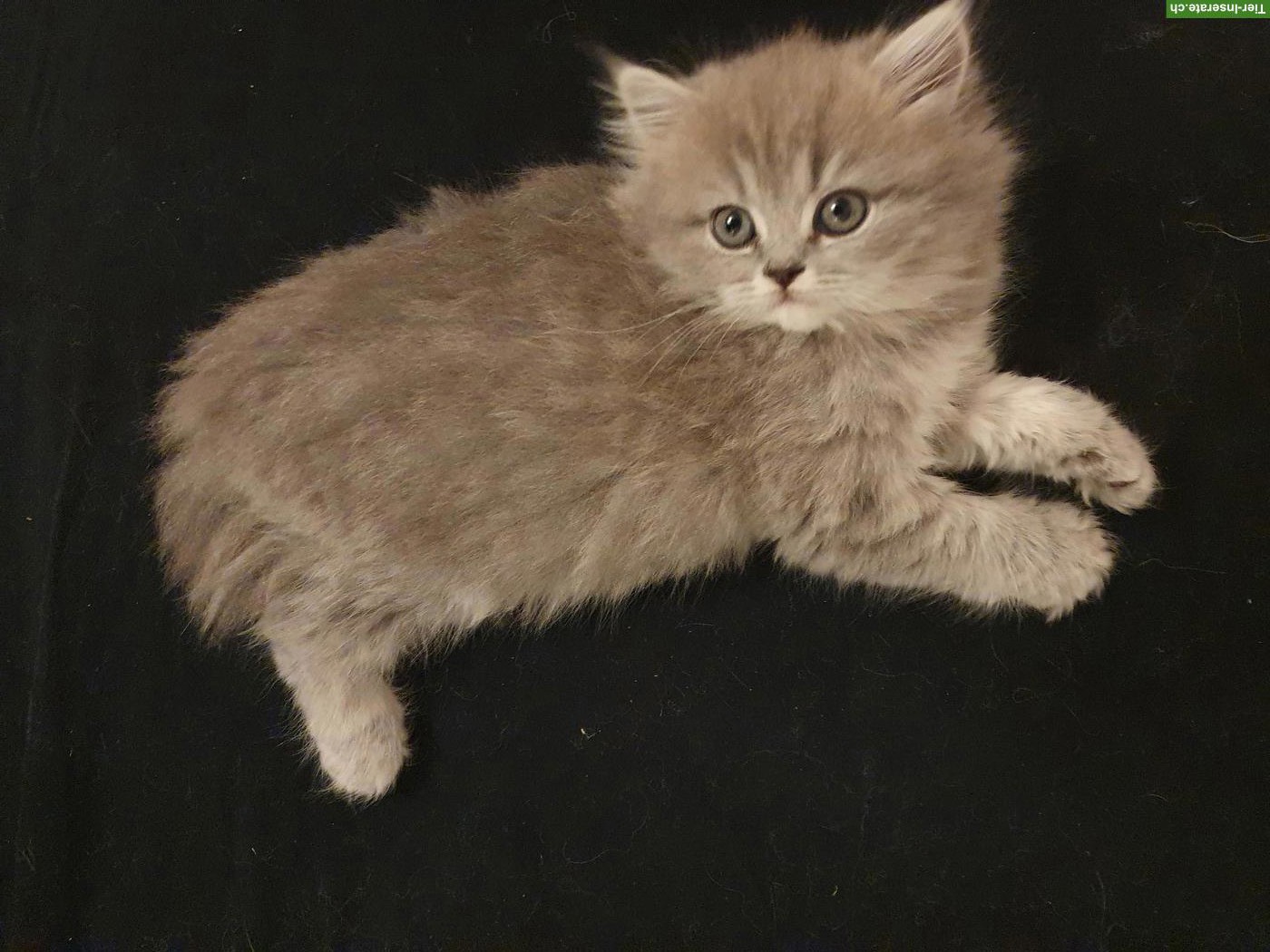 Bild 9: Perser x BKH mix Kitten suchen ihren Top-Lebensplatz