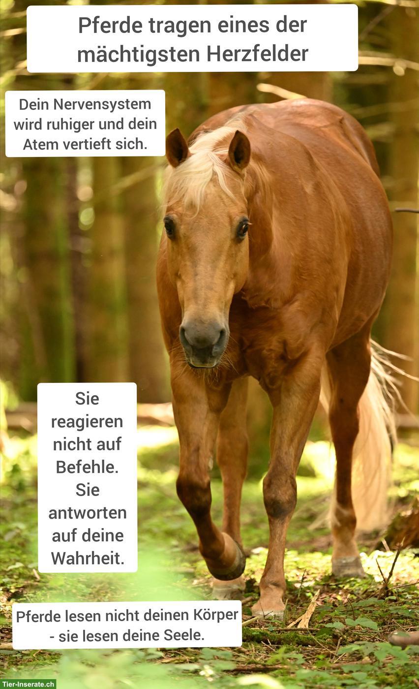 Spazier- & Pflegebeteiligung für Quarter Horse in Eich LU