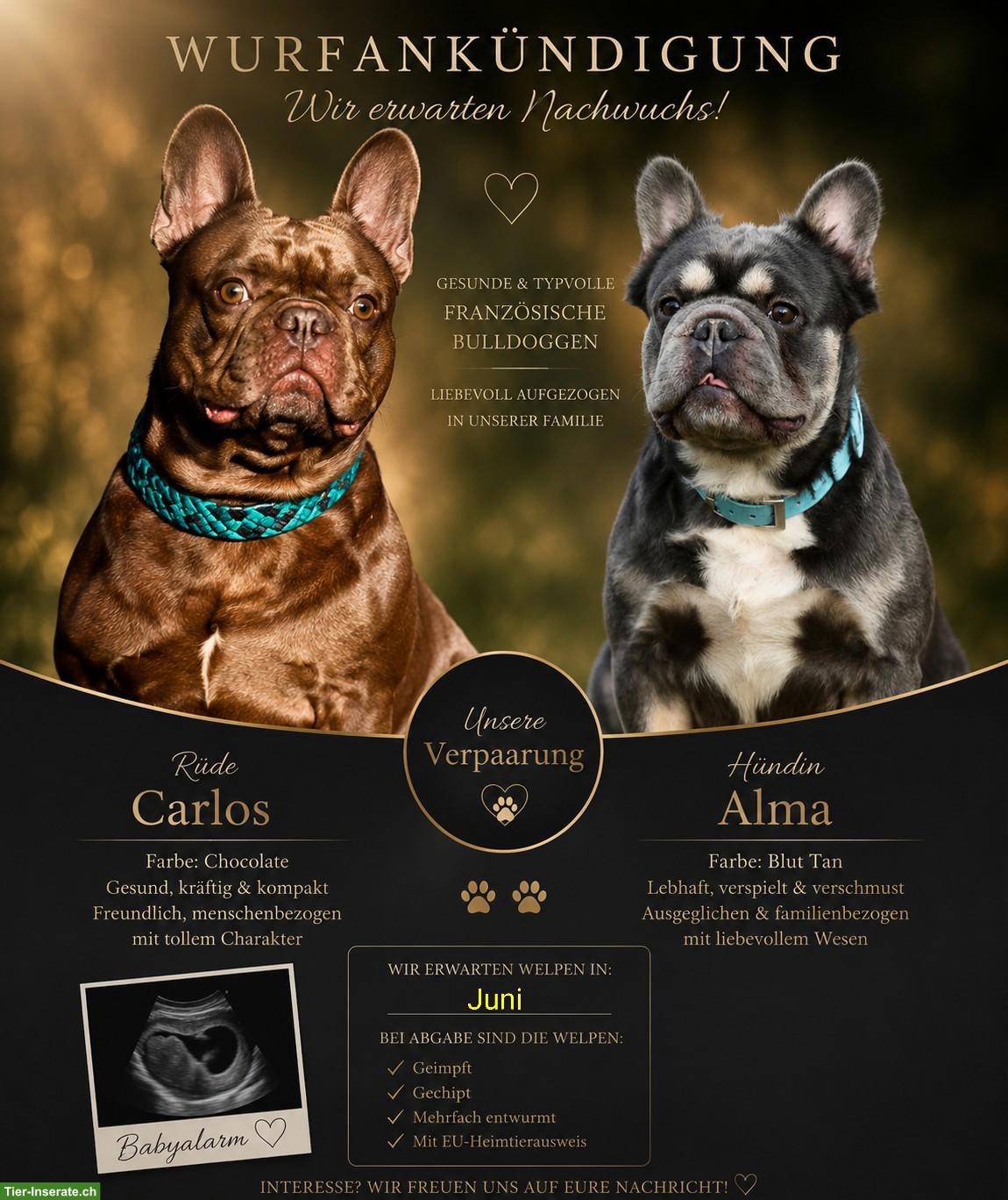 Französische Bulldogge Welpen | Wurfankündigung