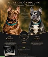 Französische Bulldogge Welpen | Wurfankündigung