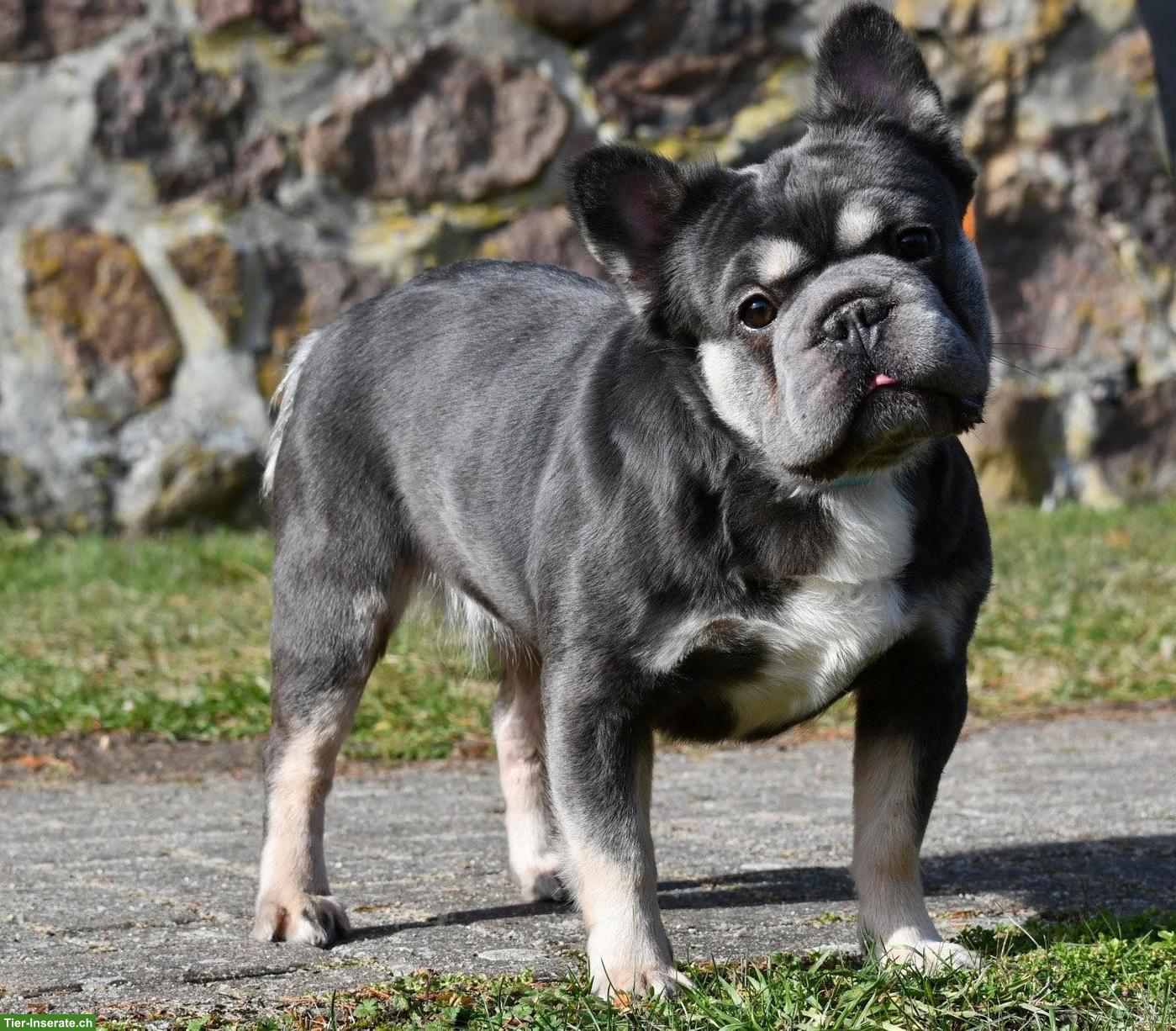 Bild 2: Französische Bulldogge Welpen | Wurfankündigung