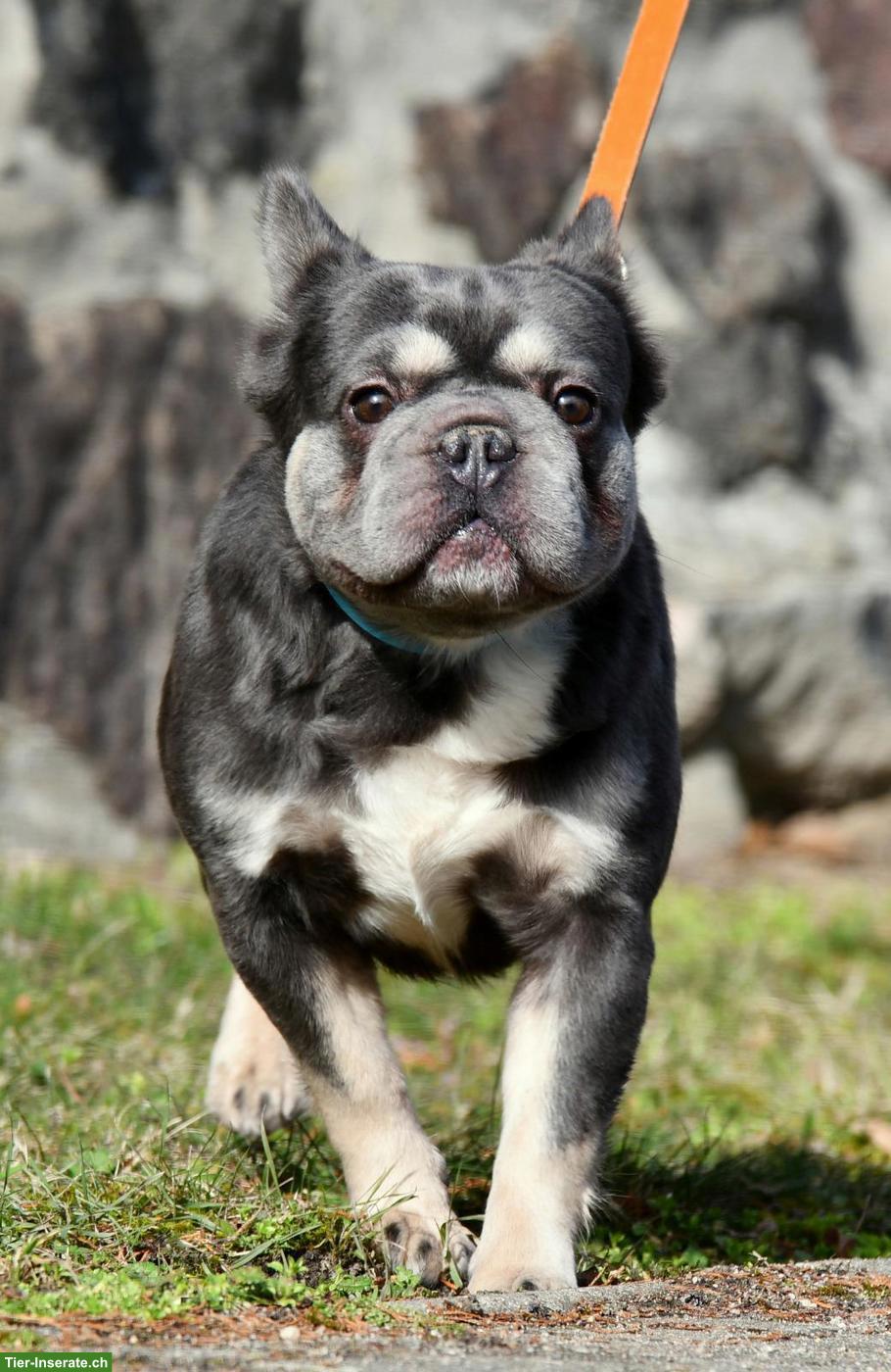 Bild 3: Französische Bulldogge Welpen | Wurfankündigung