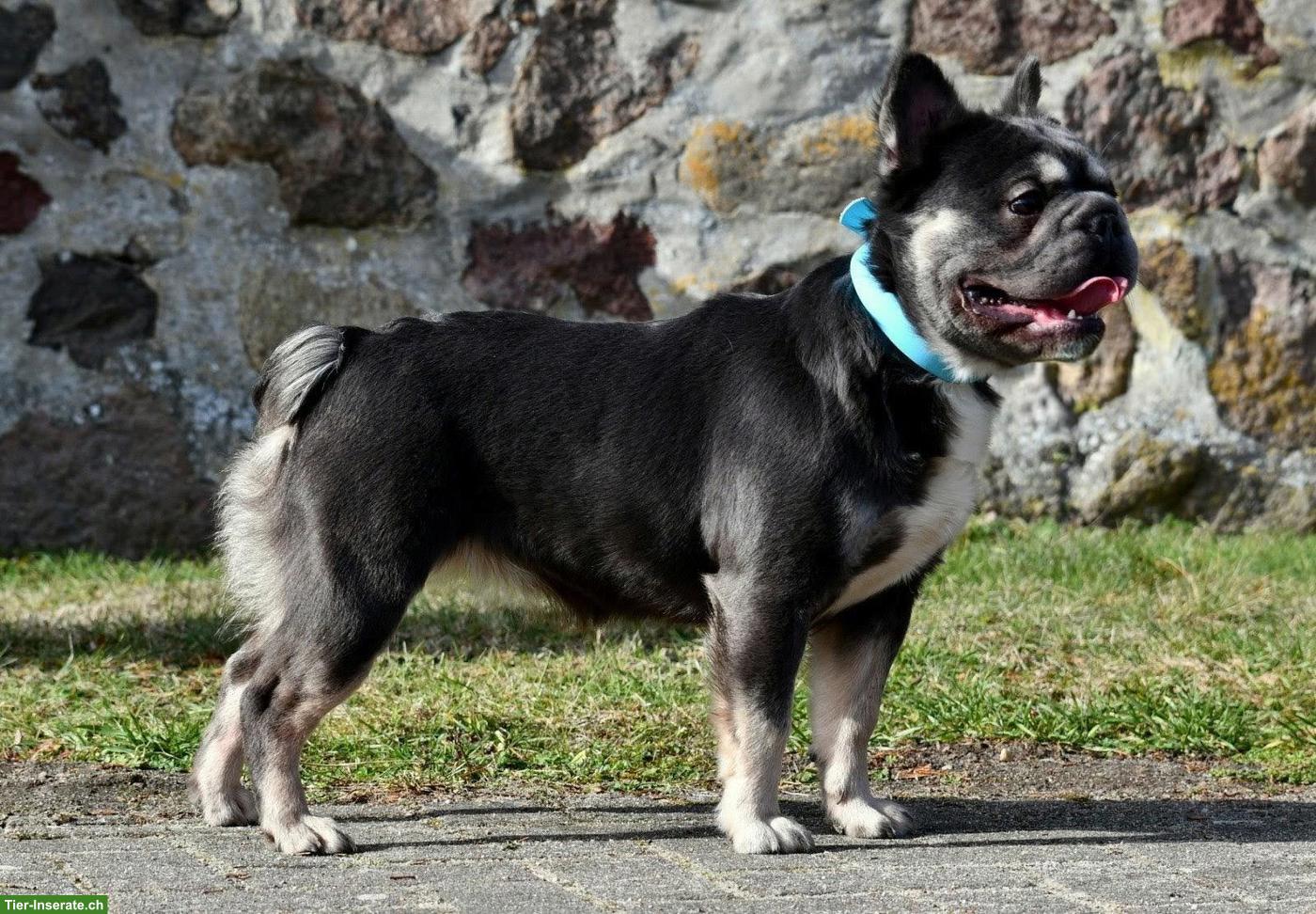 Bild 4: Französische Bulldogge Welpen | Wurfankündigung