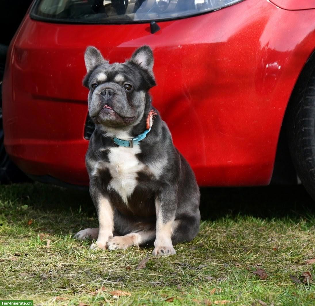 Bild 5: Französische Bulldogge Welpen | Wurfankündigung