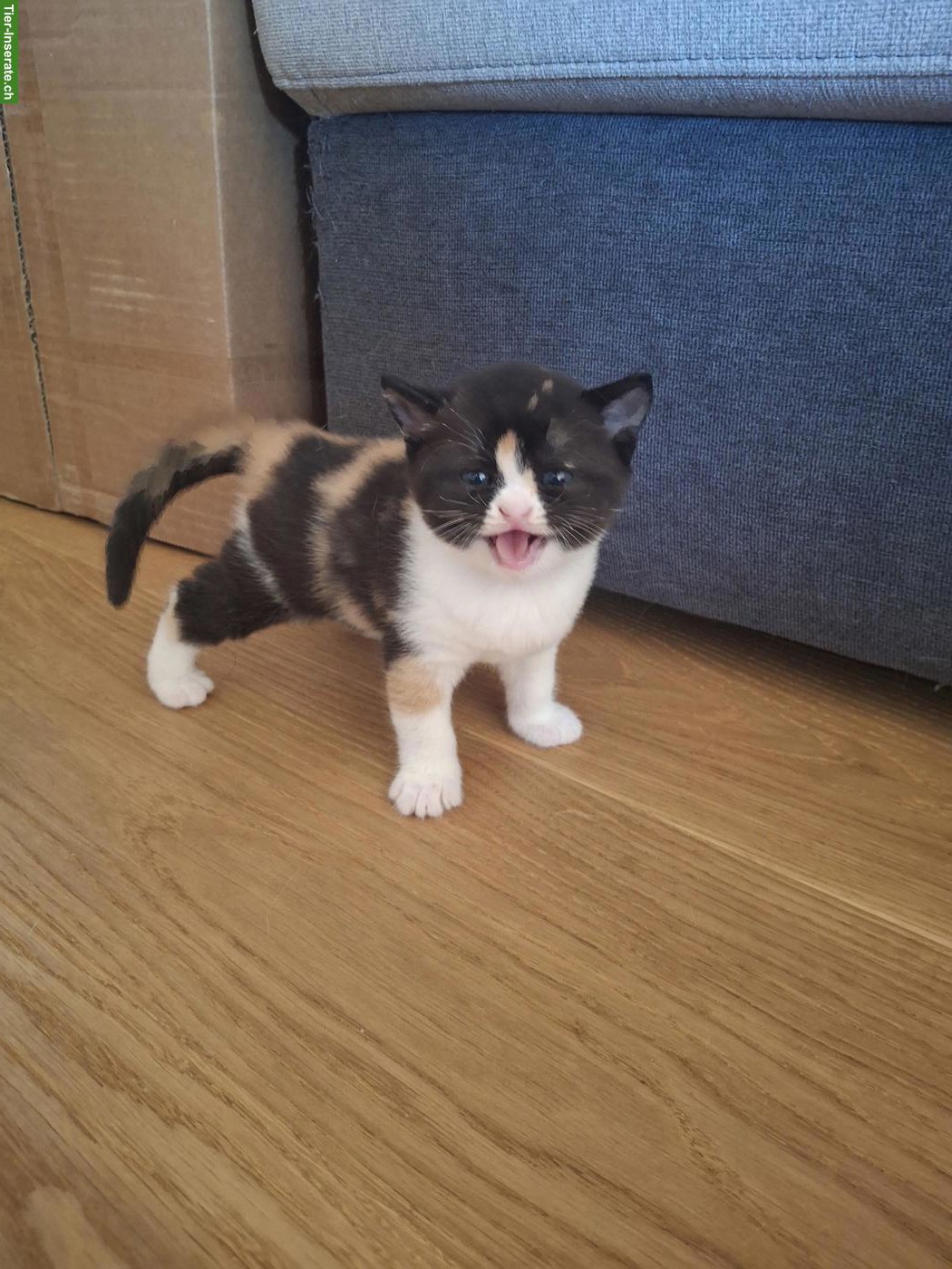 Wunderschöne BKH Kitten suchen ein Zuhause