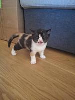 Wunderschöne BKH Kitten suchen ein Zuhause