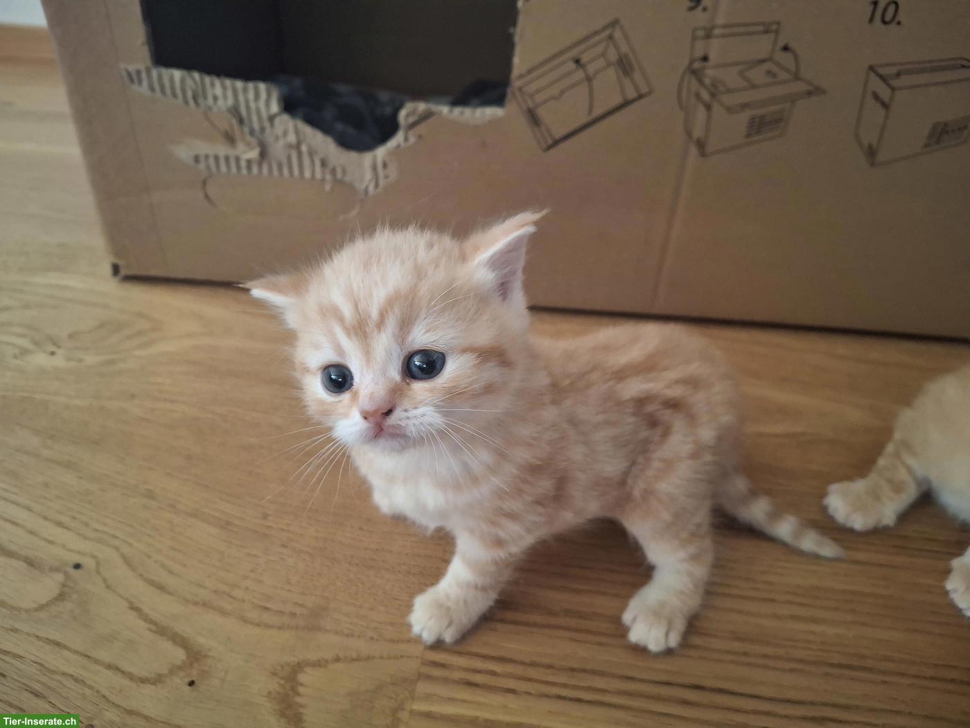 Bild 2: Wunderschöne BKH Kitten suchen ein Zuhause