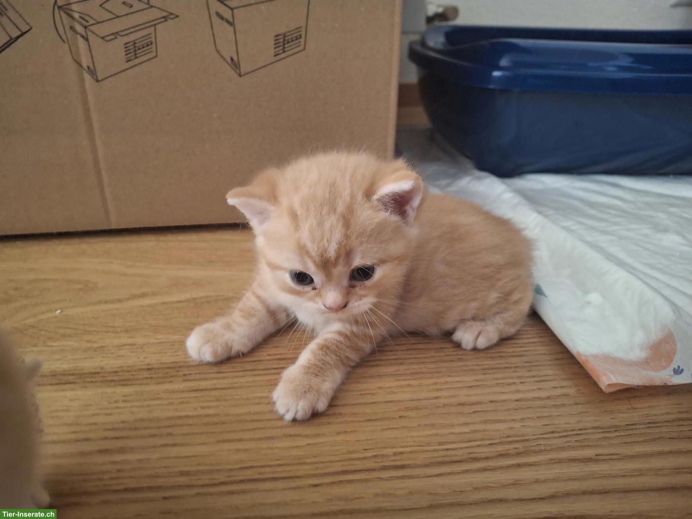 Bild 3: Wunderschöne BKH Kitten suchen ein Zuhause