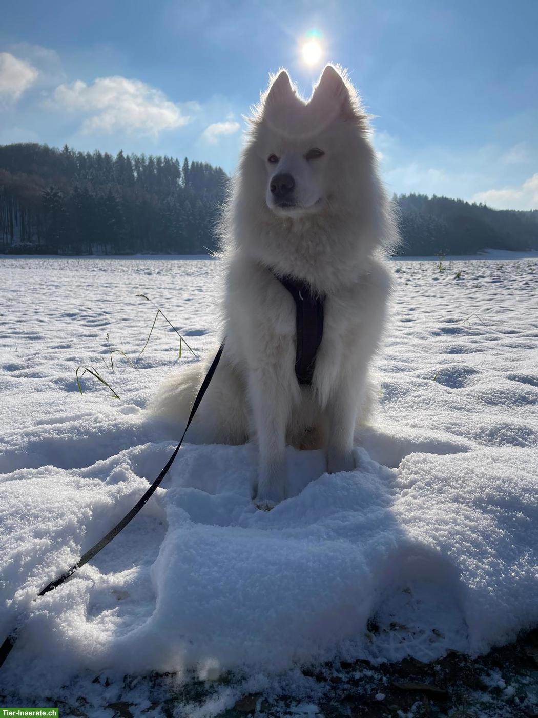 Gismo der weisse Eurasier Rüde