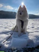 Gismo der weisse Eurasier Rüde