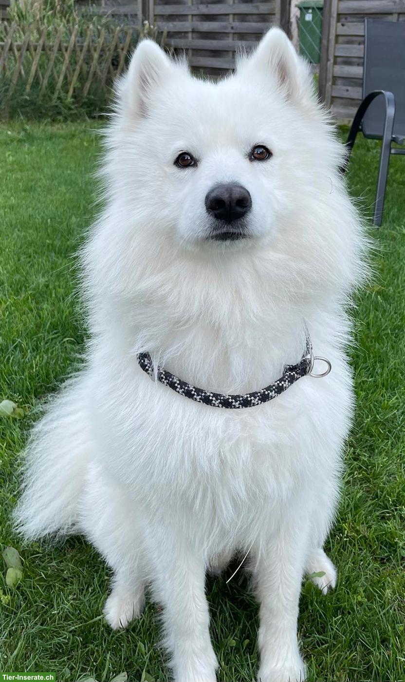 Bild 2: Gismo der weisse Eurasier Rüde