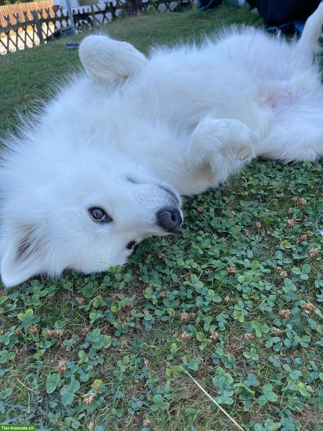 Bild 3: Gismo der weisse Eurasier Rüde