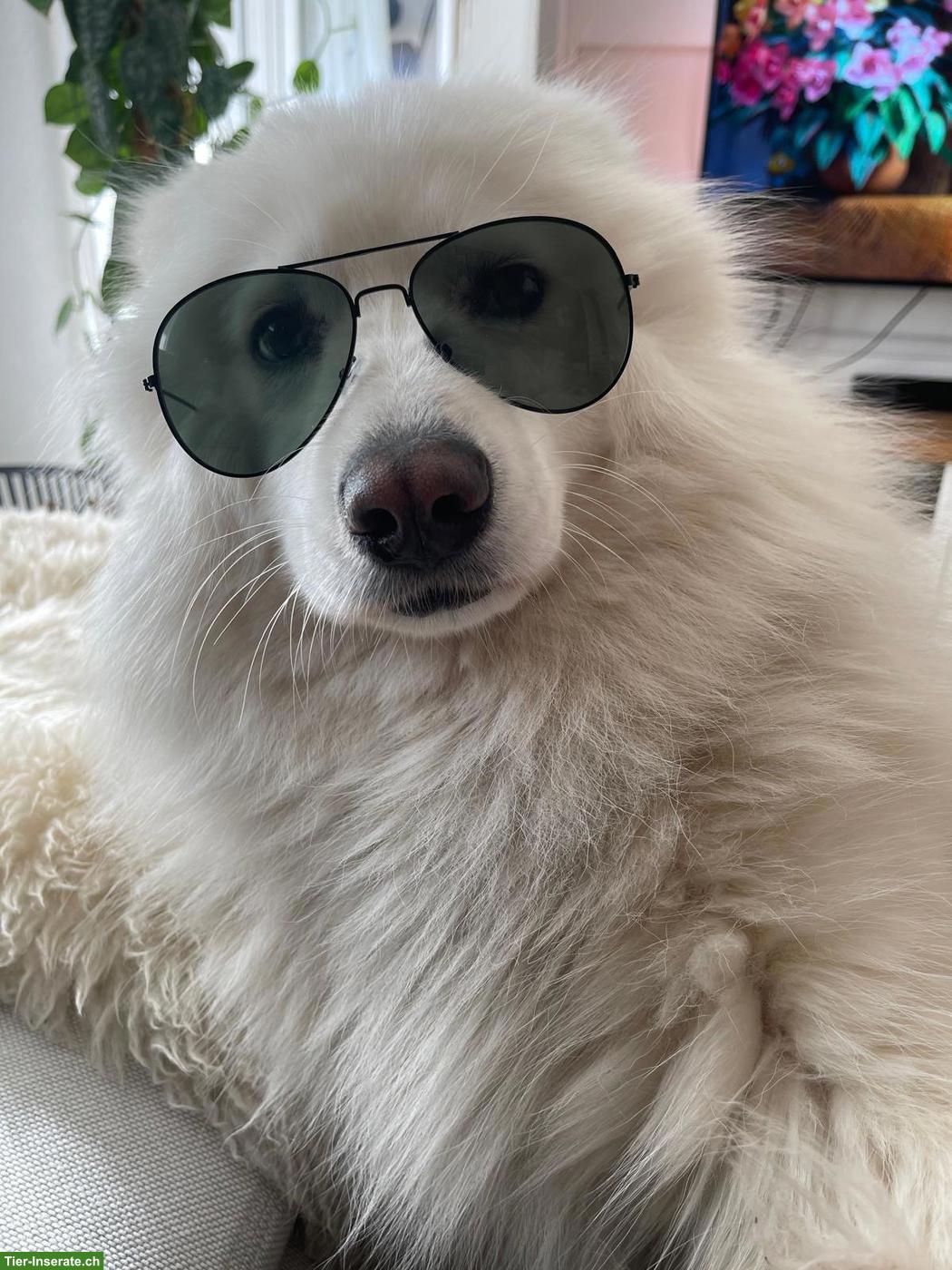 Bild 4: Gismo der weisse Eurasier Rüde