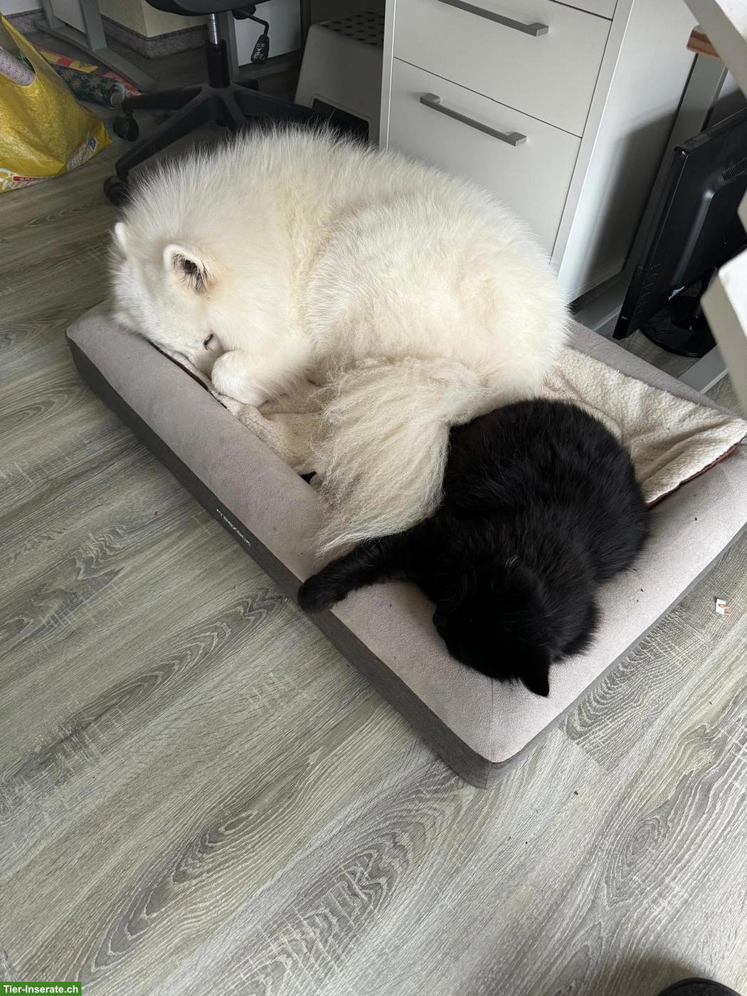 Bild 5: Gismo der weisse Eurasier Rüde