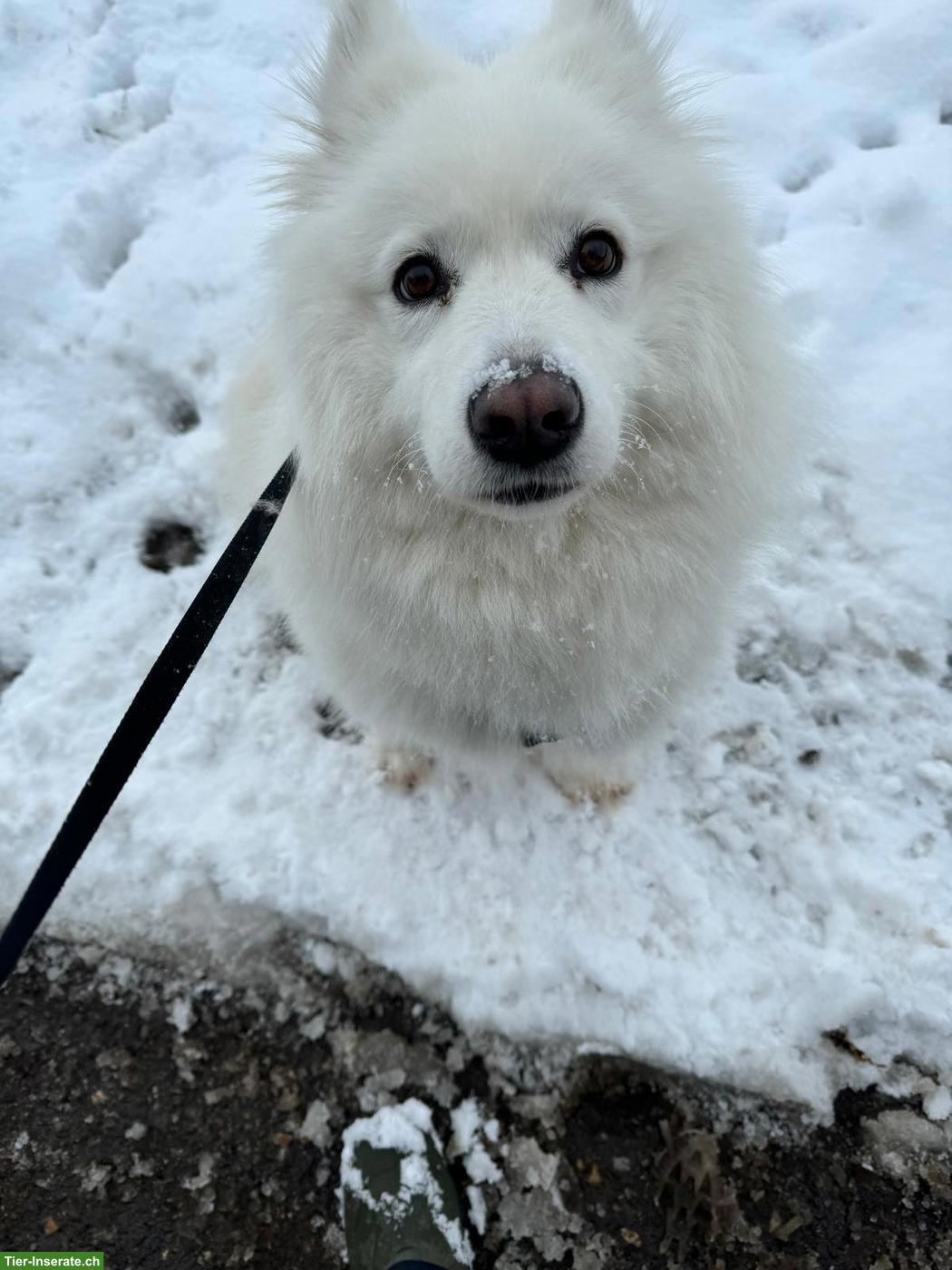 Bild 6: Gismo der weisse Eurasier Rüde