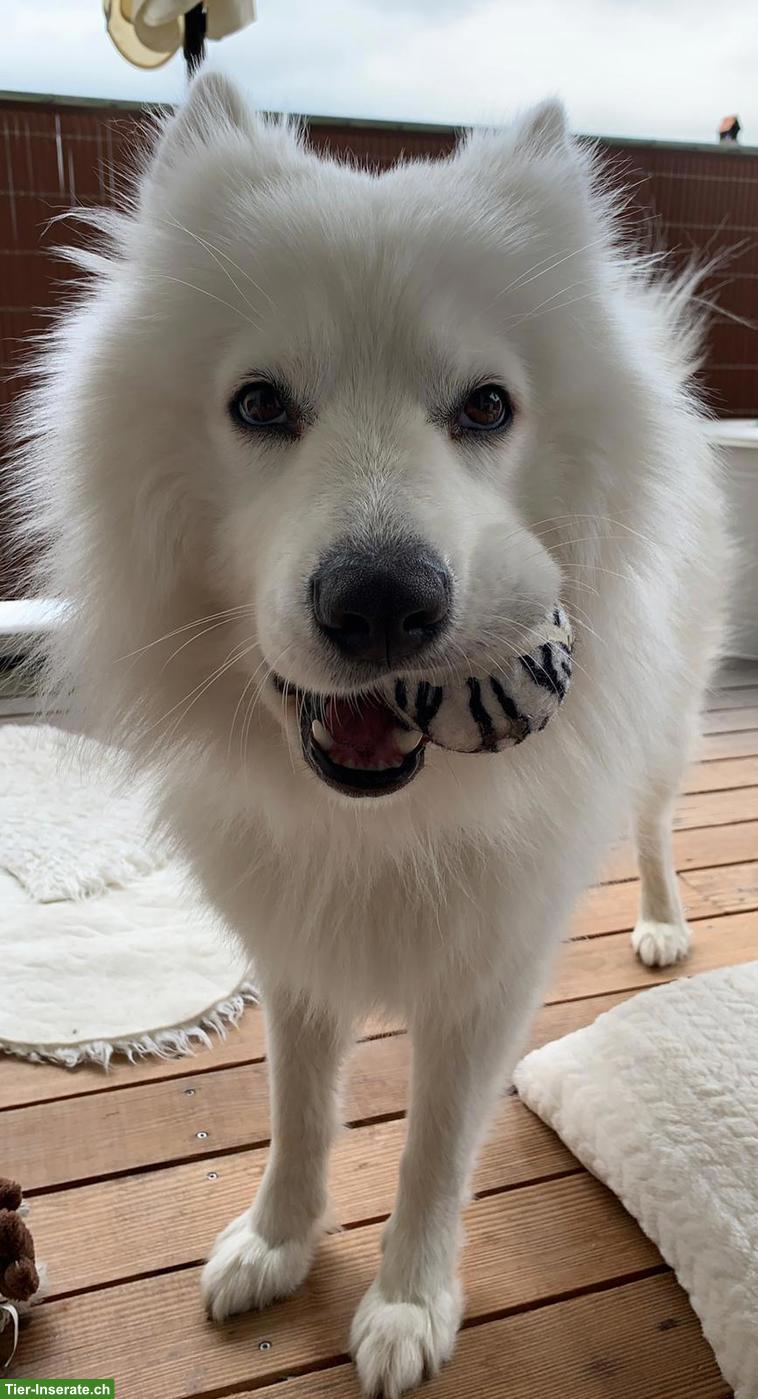 Bild 7: Gismo der weisse Eurasier Rüde