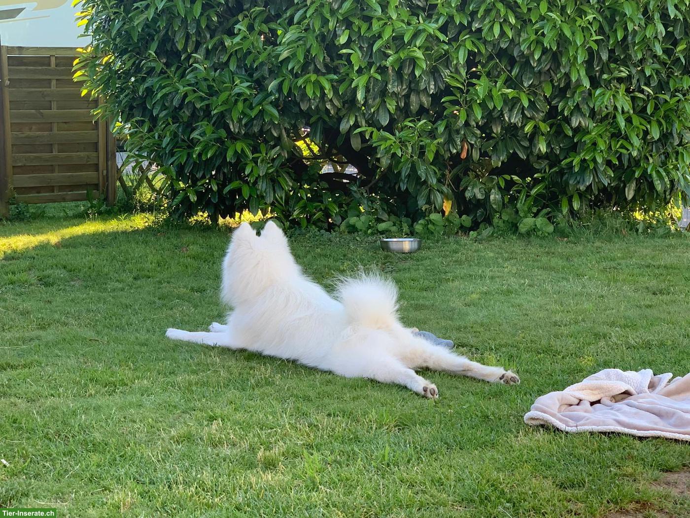 Bild 8: Gismo der weisse Eurasier Rüde
