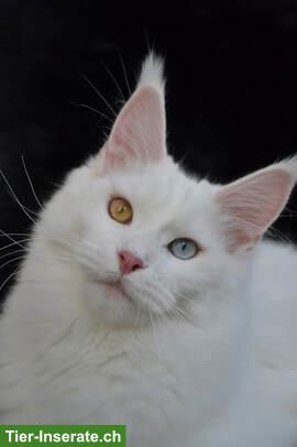 Schöne weisse Maine Coon Katze, odd-eyed
