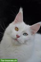 Schöne weisse Maine Coon Katze, odd-eyed