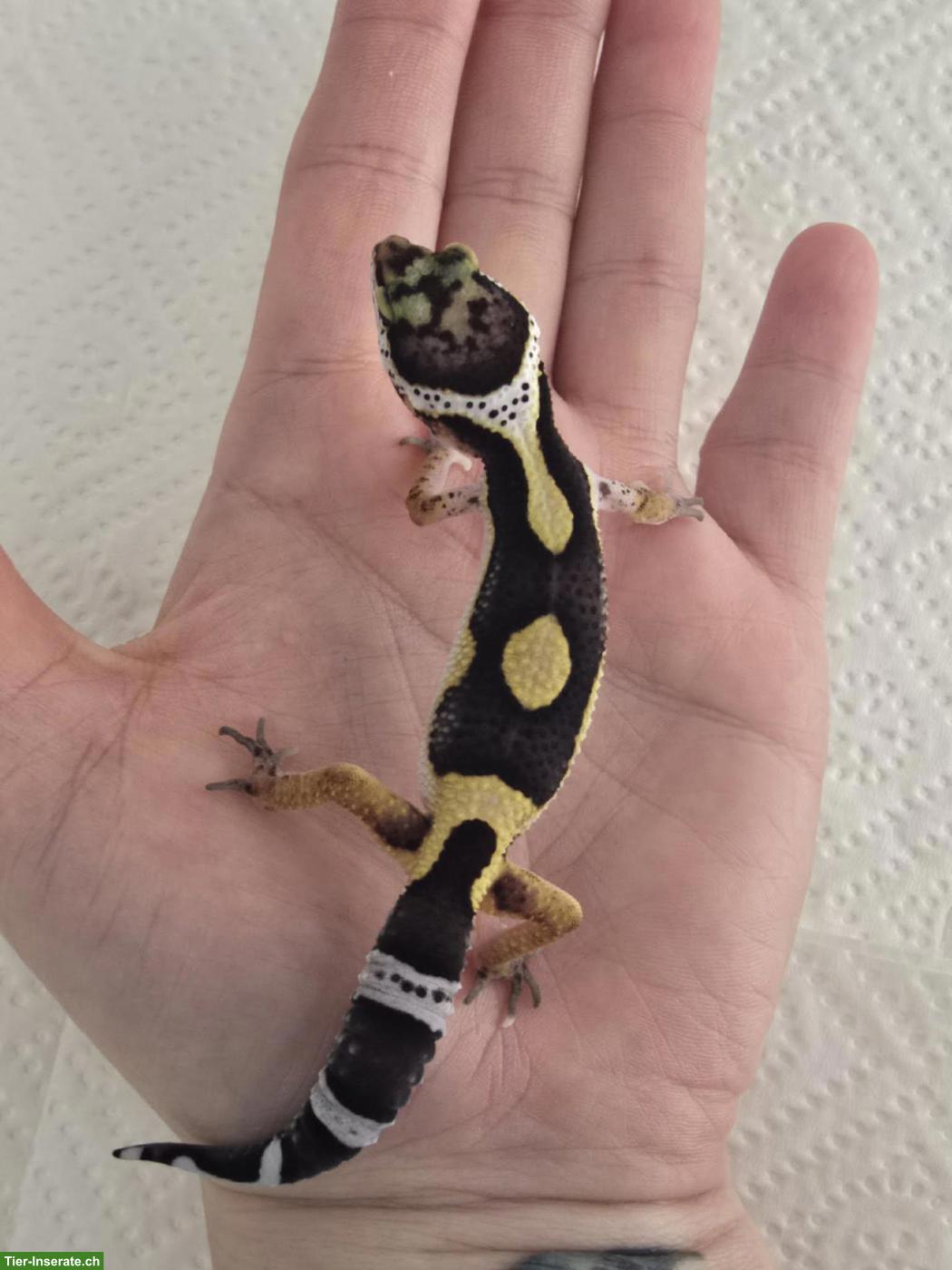 Leopardgeckos Black Night Cross abzugeben