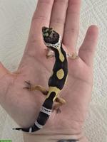 Leopardgeckos Black Night Cross abzugeben