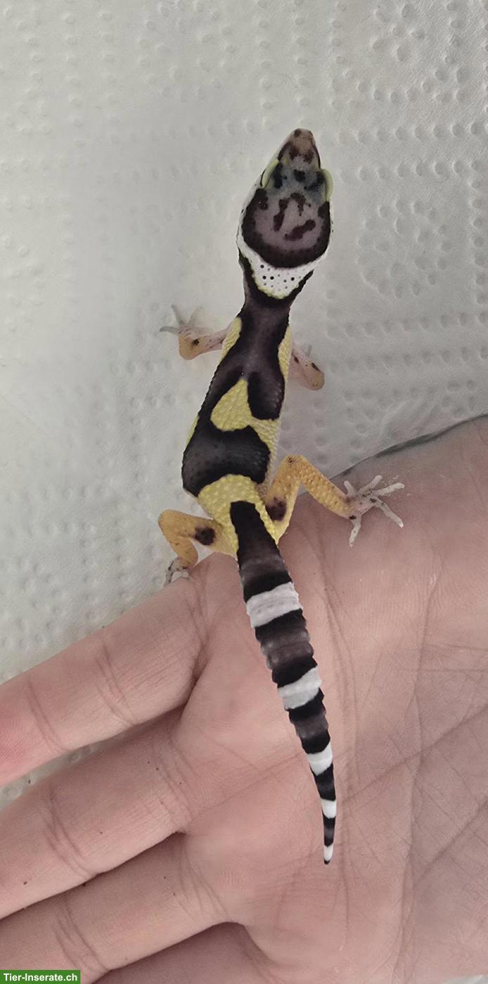 Bild 2: Leopardgeckos Black Night Cross abzugeben