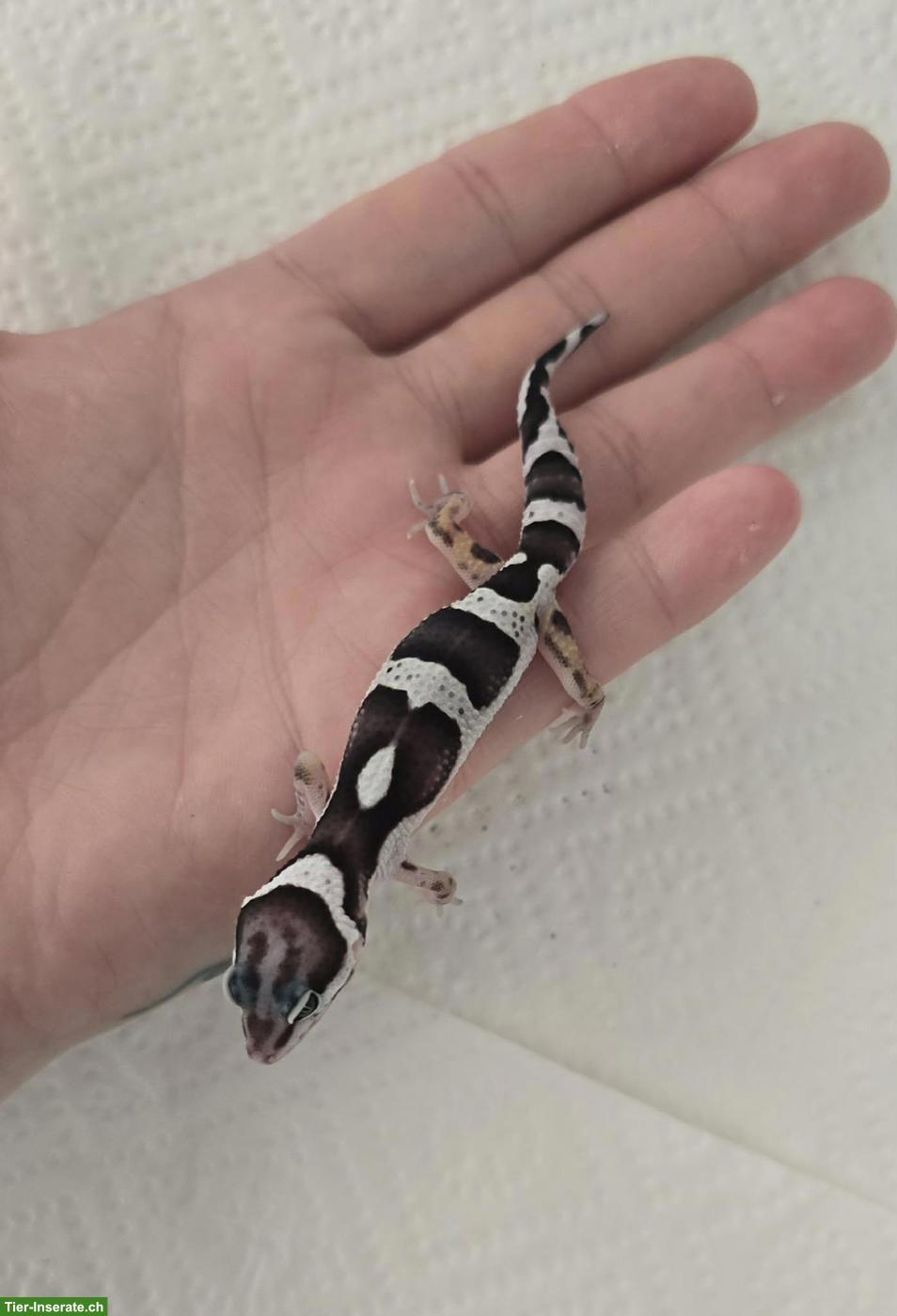 Bild 3: Leopardgeckos Black Night Cross abzugeben