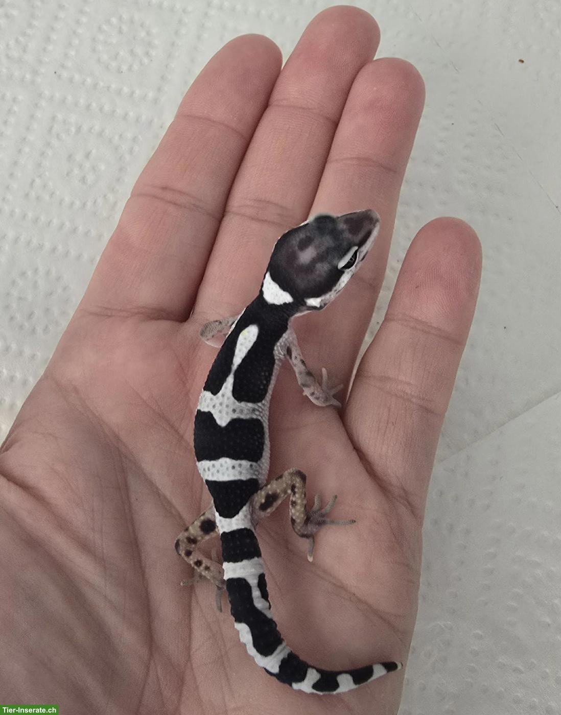 Bild 4: Leopardgeckos Black Night Cross abzugeben
