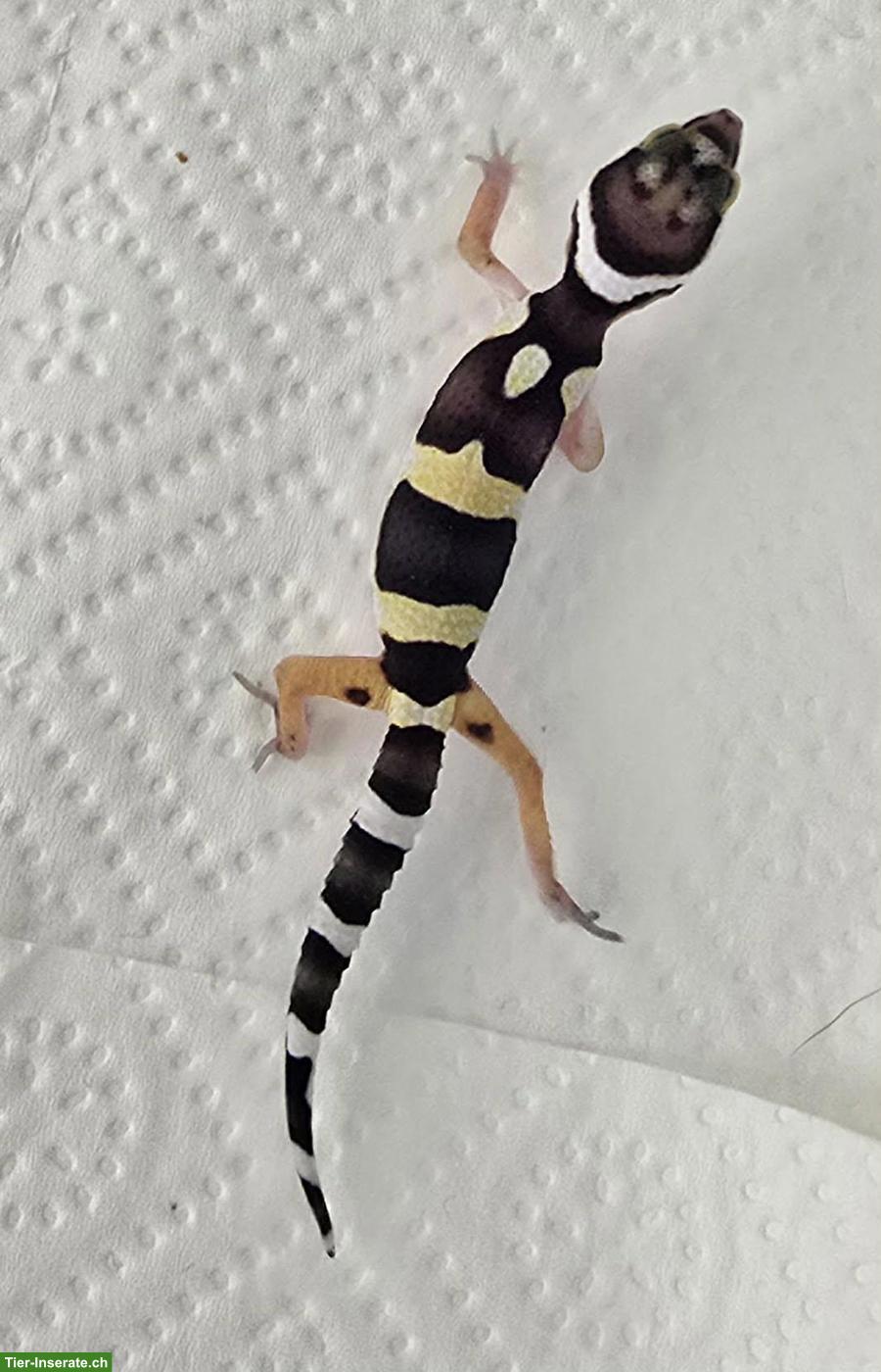 Bild 5: Leopardgeckos Black Night Cross abzugeben