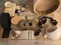 Goldhamster/Teddyhamster aus Hobbyzucht