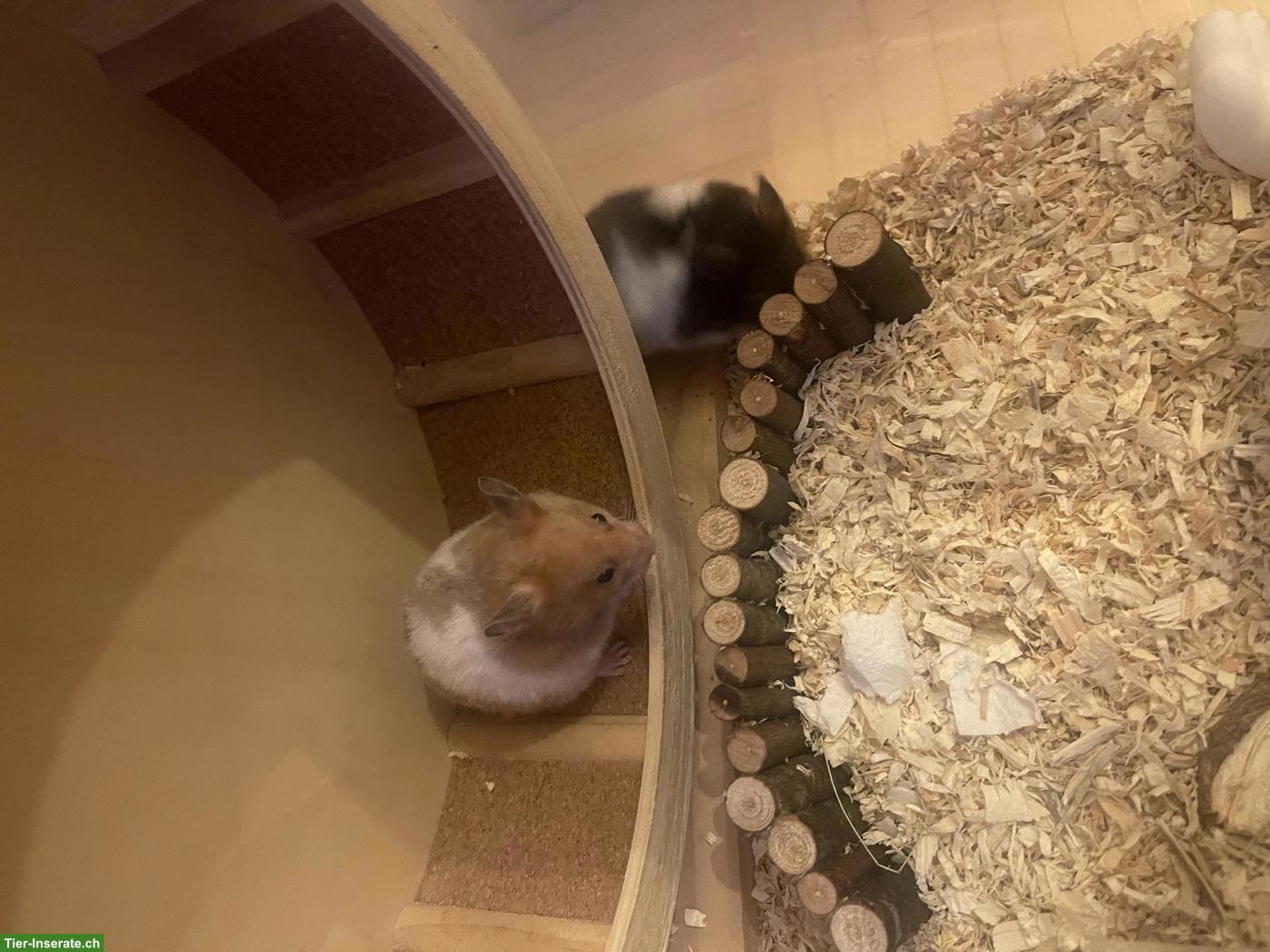Bild 2: Goldhamster/Teddyhamster aus Hobbyzucht