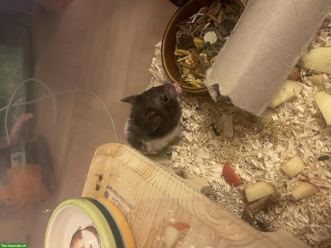 Bild 3: Goldhamster/Teddyhamster aus Hobbyzucht